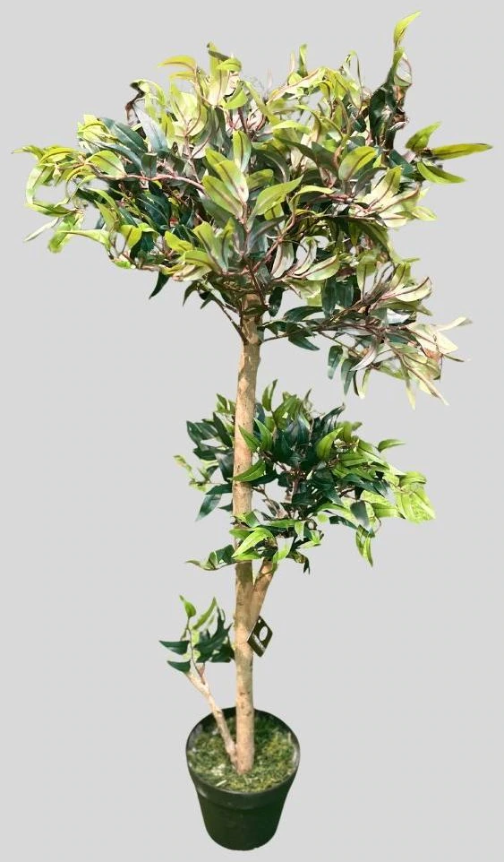 Ruscus Tree X W/826Lvs Size: 100Cm